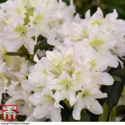 Rhododendron 'Cunningham's White' -Perfect Greenery RHOD TKA1470 C
