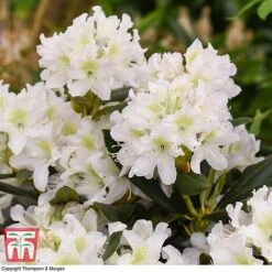 Rhododendron 'Cunningham's White' -Perfect Greenery RHOD TKA1470 D