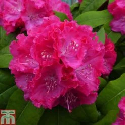 Rhododendron 'Germania' -Perfect Greenery RHOD TKA1472 A