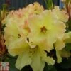 Rhododendron 'Nancy Evans' -Perfect Greenery RHOD TKA1480 A