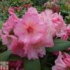 Rhododendron 'Virginia Richards' -Perfect Greenery RHOD TKA1488 A