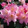 Rhododendron 'Percy Wiseman' -Perfect Greenery RHOD TKA1508 A