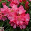 Rhododendron 'Surrey Heath' -Perfect Greenery RHOD TKA1524 A