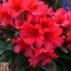 Rhododendron 'Titian Beauty' -Perfect Greenery RHOD TKA1528 A