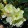 Rhododendron 'Lemon Dream' -Perfect Greenery RHOD TKA1532 A