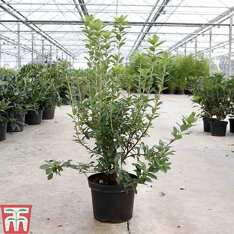 Rhododendron Viscosum 3 Rhododendron Viscosum