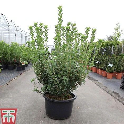 Rhododendron Viscosum 4 Rhododendron Viscosum - Image 2