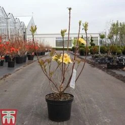 Rhododendron 'Harvest Moon' 5 Rhododendron 'Harvest Moon' -Perfect Greenery RHOD TKA3436 A