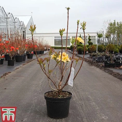 Rhododendron 'Harvest Moon' 4 Rhododendron 'Harvest Moon' - Image 2