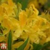 Rhododendron 'Harvest Moon' 2 Rhododendron 'Harvest Moon' -Perfect Greenery RHOD TKA3436 B1