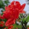 Rhododendron 'Koster's Brilliant Red' 2 Rhododendron 'Koster's Brilliant Red' -Perfect Greenery RHOD TKA3444 NOW1
