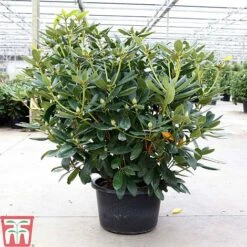 Rhododendron 'Catawbiense Grandiflorum' -Perfect Greenery RHOD TKA3452 A