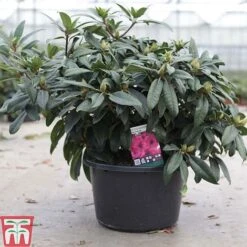 Rhododendron 'Marie Fortie' -Perfect Greenery RHOD TKA3458 A