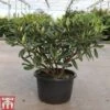Rhododendron 'Tortoiseshell Orange' -Perfect Greenery RHOD TKA3464 A