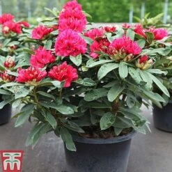 Rhododendron 'Wilgen's Ruby' 12 Rhododendron 'Wilgen's Ruby' -Perfect Greenery RHOD TKA3466 A