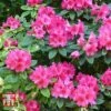 Rhododendron 'Wilgen's Ruby' -Perfect Greenery RHOD TKA3466 B