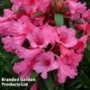 Rhododendron Dwarf Light Pink 2 Rhododendron Dwarf Light Pink -Perfect Greenery RHODOD WINSOME WKC8279