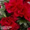 Rhododendron 'Encore Autumn Fire' (Azalea Group) -Perfect Greenery RHOD AUTUMN1