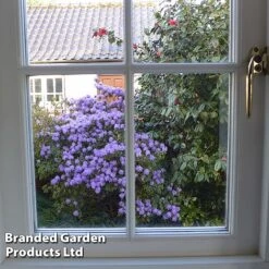 Rhododendron 'Dwarf Blue' -Perfect Greenery RHOD BLUEDIAMO S30305