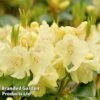 Rhododendron Yakush Hybrid 'Centennial Gold' -Perfect Greenery RHOD CENTGOLD L45024
