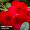 Rhododendron 'Dwarf Red' -Perfect Greenery RHOD ELIZABETH W37491