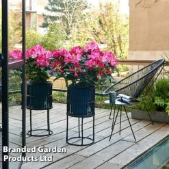 Rhododendron 'XXL' 13 Rhododendron 'XXL' -Perfect Greenery RHOD GARDENXXL S28029