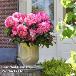 Rhododendron 'XXL' 14 Rhododendron 'XXL' -Perfect Greenery RHOD GARDENXXL S28030
