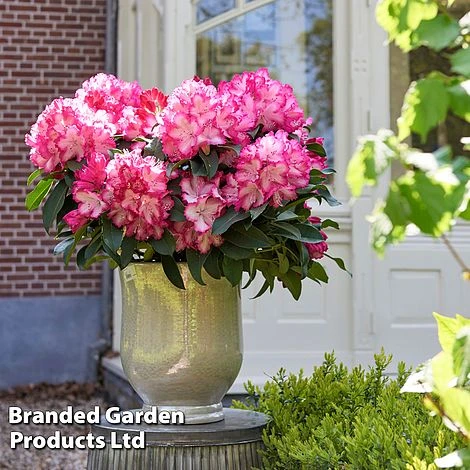 Rhododendron 'XXL' 5 Rhododendron 'XXL' - Image 3