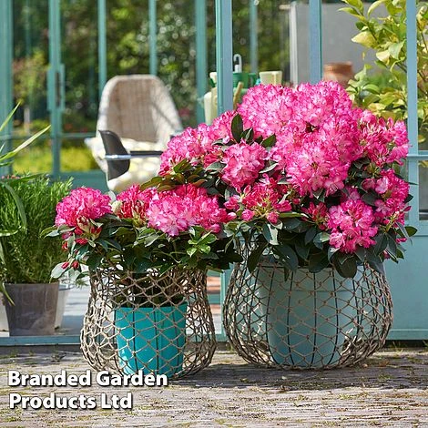 Rhododendron 'XXL' 6 Rhododendron 'XXL' - Image 4