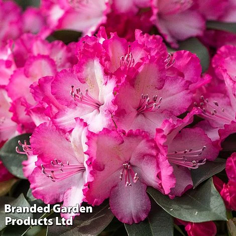 Rhododendron 'XXL' 3 Rhododendron 'XXL'