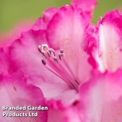 Rhododendron 'XXL' 17 Rhododendron 'XXL' -Perfect Greenery RHOD GARDENXXL S28034