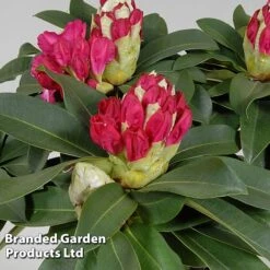 Rhododendron 'XXL' 20 Rhododendron 'XXL' -Perfect Greenery RHOD GARDENXXL S28038