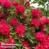 Rhododendron 'Markeetas Prize' -Perfect Greenery RHOD MPRIZE W30418