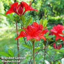 Rhododendron 'Nabucco' (Azalea Group)