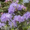 Rhododendron 'Praecox' -Perfect Greenery RHOD PRAECOX L30419