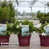 Azalea 'Encore Pure White' -Perfect Greenery RHOD PUREWHITE S45940