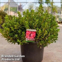 Rhododendron 'Toreador' (Azalea Group) -Perfect Greenery RHOD TOREAD12L S30619