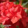 Rhododendron 'Toreador' (Azalea Group) -Perfect Greenery RHOD TOREADOR L30410