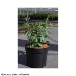 Rhus Aromatica 'Gro-Low' -Perfect Greenery RHUS T66427 B h