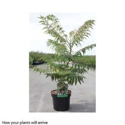Rhus Glabra 'Laciniata' -Perfect Greenery RHUS T66428 B h