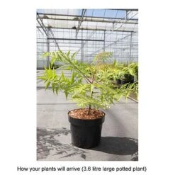 Rhus Typhina 'Tiger Eyes' -Perfect Greenery RHUS T68178 B h