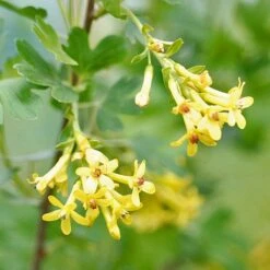 Ribes Odoratum -Perfect Greenery RIBE T58252 C h