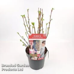 Ribes Sanguineum 'Amour' -Perfect Greenery RIBE AMOUR19CM S52482