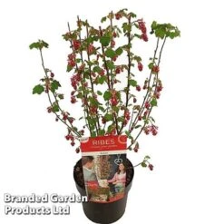 Ribes Sanguineum 'Amour' -Perfect Greenery RIBE AMOUR19CM S52483