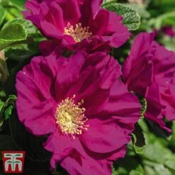 Rose Rugosa 'Rubra' (Species Shrub Rose) -Perfect Greenery ROSA T59373 B