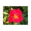 Rose 'Easy Elegance Great Wall' -Perfect Greenery ROSA T66431 A h