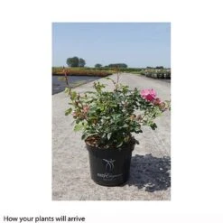 Rose 'Easy Elegance Great Wall' -Perfect Greenery ROSA T66431 B h