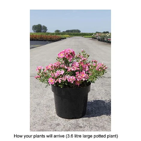 Rose 'Pink Pins' 4 Rose 'Pink Pins' - Image 2