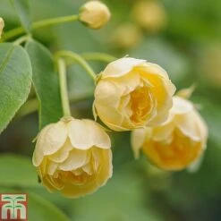 Rose Banksiae 'Lutea' (Rambling Rose) -Perfect Greenery ROSA T68461 C