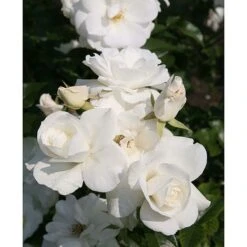 Rose 'Climbing Iceberg' (Climbing) 10 Rose 'Climbing Iceberg' (Climbing) -Perfect Greenery ROSA T68467 A h